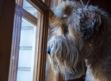 Pencereden dışarı bakan bir köpeğin büyük portresi.