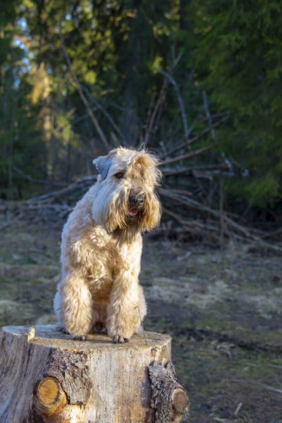 Pies Irlandzka Pszenica Miękka Powlekana Terrier Siedzi Dużym Pniu Lesie — Zdjęcie stockowe