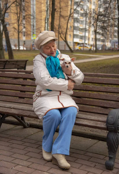 Seekor Anjing Kecil Mainan Rusia Terrier Duduk Pangkuan Pemilik Tua — Stok Foto