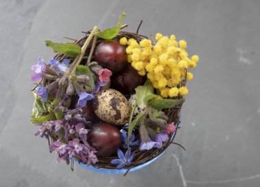Renkli bıldırcın yumurtaları ve bahar çiçekleriyle dolu mavi bir cam kase. Paskalya kompozisyonu, metin ve tasarım için boşluk kopyala. Yukarıdan görünüm.