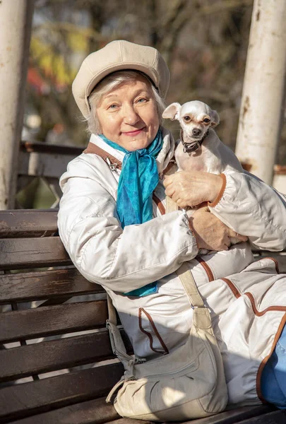 小さな犬 ロシアのおもちゃのテリアは 公園のベンチに高齢者の所有者の膝の上に座っています — ストック写真