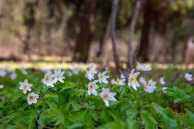 Beyaz bahar ormanı çiçeklerinin yatay fotoğrafı.