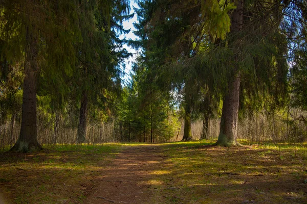 緑の芝生と背の高い木で囲まれた森の道. — ストック写真