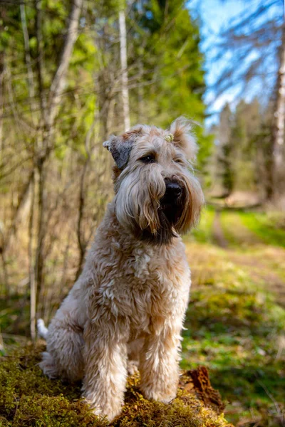 Pionowe zdjęcie psa, siedzącego dumnie na pniu w lesie. — Zdjęcie stockowe
