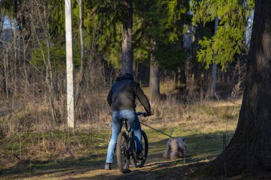 Orman yolunda bisiklet süren bir adam, arkasından da bir köpek..