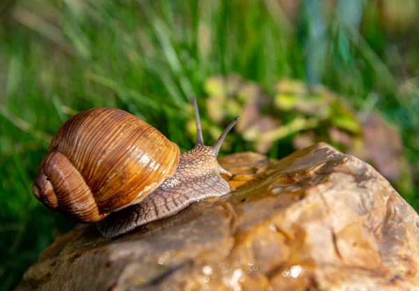 Caracol de uva sobre uma pedra sobre um fundo desfocado, iluminado pelo sol . — Fotografia de Stock