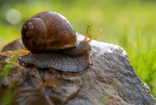 Caracol de uva sobre uma pedra sobre um fundo desfocado, iluminado pelo sol . — Fotografia de Stock