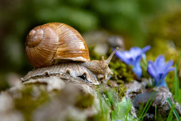 Una grande chiocciola d'uva su un ceppo e fiori blu . — Foto Stock