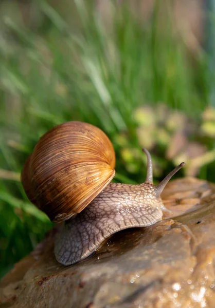 Una Normale Chiocciola Giardino Una Pietra Uno Sfondo Sfocato Illuminata — Foto Stock