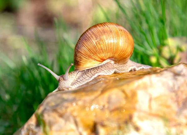 Una Normale Chiocciola Giardino Una Pietra Uno Sfondo Sfocato Illuminata — Foto Stock