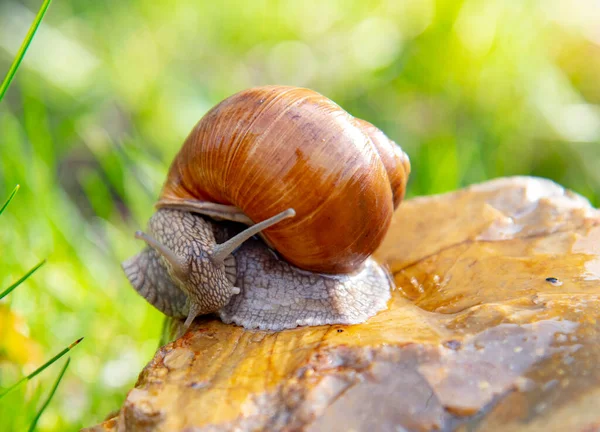 Una Normale Chiocciola Giardino Una Pietra Uno Sfondo Sfocato Illuminata — Foto Stock