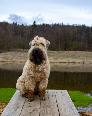 Tüylü, kirli bir köpek, İrlanda buğday kaplı teriyer, nehrin üzerindeki ahşap bir köprüde oturuyor doğanın arka planına karşı..