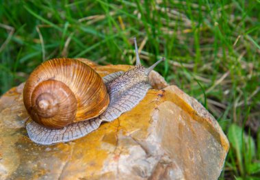 Sıradan bir bahçe salyangozu, bulanık bir arka planda, güneş tarafından aydınlatılmış bir kayanın üzerinde..