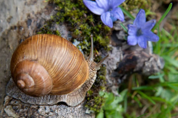 Una Grande Chiocciola Uva Ceppo Fiori Blu Teneri Primavera — Foto Stock