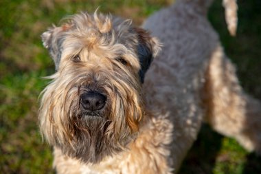 Köpek, buğday renginde yumuşacık bir İrlanda teriyeri, güneşte duruyor ve kameraya bakıyor..