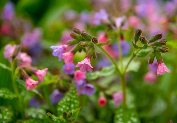 Full Frame Bright Colors Pulmonaria Backdrop Background Delicate Spring Flowers — Stock Photo, Image