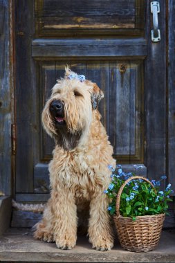 Bir köpek portresi, yumuşak buğday kaplı teriyer, bir sepet dolusu unutkanlığın yanında..