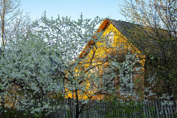 Voorgrond Staan Bloeiende Bomen Daarachter Een Klein Dorpshuis Lente — Stockfoto