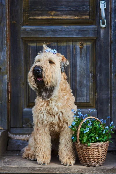 Portrait Chien Terrier Irlandais Enduit Blé Tendre Sur Porche Bois — Photo