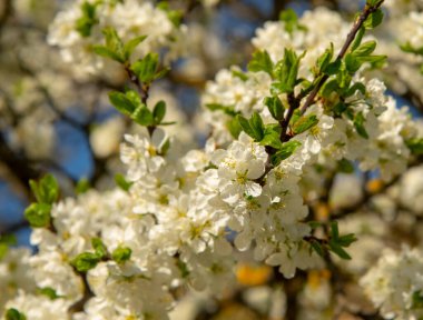Tam kare zarif erik çiçeği bir fon olarak. Bahar arka planı. Seçici odaklanma. Taze aroma leylak çiçekleri. Alerjim var. A