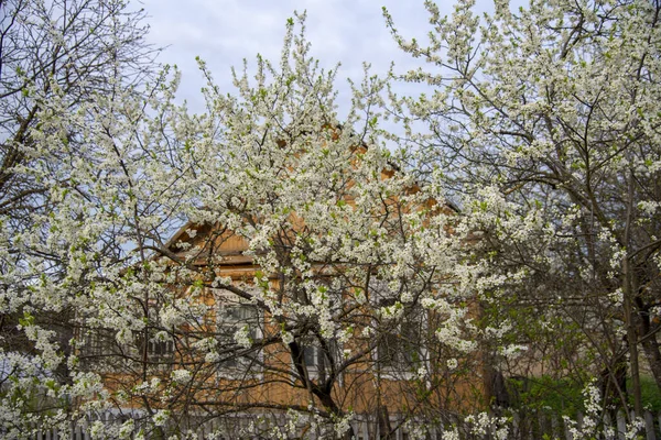 Primo Piano Sono Alberi Fiore Dietro Loro Una Piccola Casa — Foto Stock