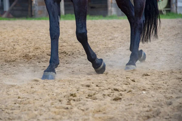 Close Horses Feet Arena While Horse Moving — Stok Foto