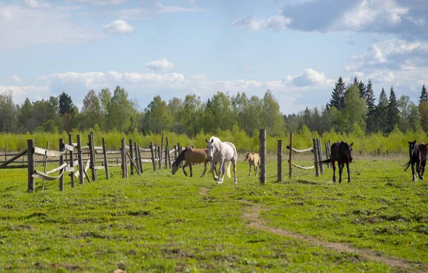 Uma Manada Cavalos Relva Verde Cavalos Iluminados Pelo Sol Entram — Fotografia de Stock