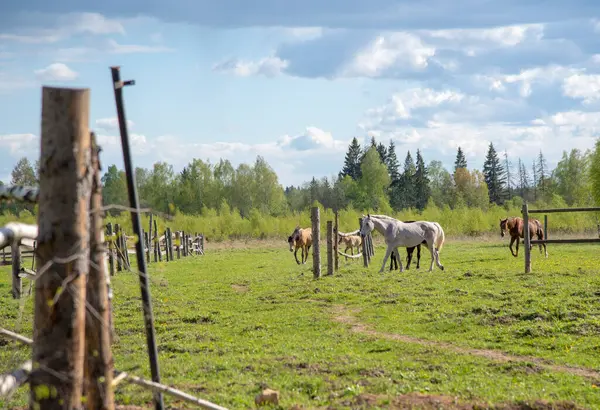 Uma Manada Cavalos Relva Verde Cavalos Iluminados Pelo Sol Entram — Fotografia de Stock