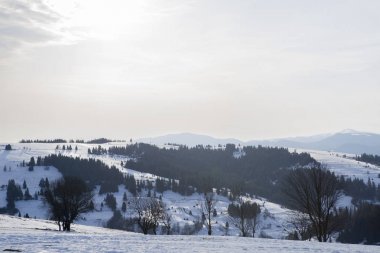 Üzerinde net bir kış günü, hangi kalın sis üzerinde çam ormanları ile kaplı dağ tepeleri rulo üzerinde görülen pitoresk kar kar ile toz kar Vadisi'nden olabilir. Fantastik kış manzarası.