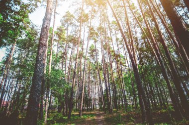 Yaz doğa. güneş ışığı yeşil orman ağaçlarında