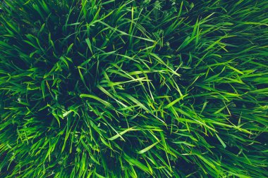 Çim dokusu. Taze yeşil bahar çimen çiy damlaları arka plan, closeup ile. Güneşin yumuşak odak. Soyut Doğa bahar arka plan, bahar zamanı. Çevre kavramı, çim, çayır çimen