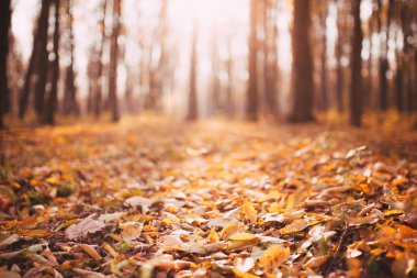 Yaz doğa. güneş ışığı yeşil orman ağaçlarında