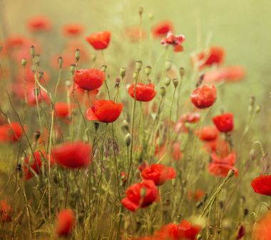 Vahşi alanda çiçek kırmızı haşhaş çiçeği. Seçici odak ile güzel alan kırmızı haşhaş. Yumuşak ışık kırmızı dönüştürülmesini anlatanlar gibi. alan kırmızı haşhaş. Doğal ilaçlar. Kırmızı Glade haşhaş. Yalnız kırmızı gelincik. bulanıklık