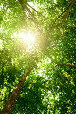 küçük ağaç güneş ışınları yoğun yağmur ormanları yeşillik aracılığıyla tarafından aydınlatılmış