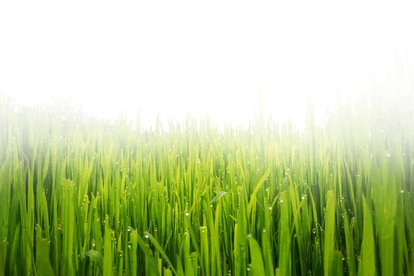 Grass Texture Fresh Green Spring Grass Dew Drops Background Closeup — Stock Photo, Image