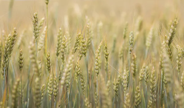 Golden Wheat Ears Rye Close Fresh Crop Rye Field Wheat — Stock Photo, Image
