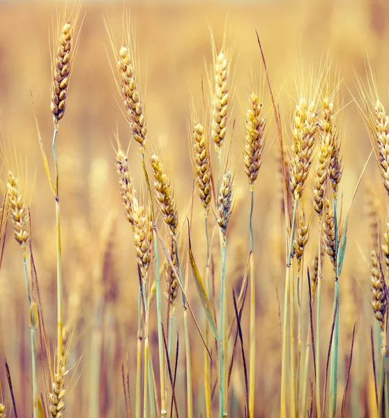 Golden Wheat Ears Rye Close Fresh Crop Rye Field Wheat — Stock Photo, Image