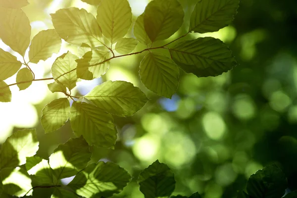 Malý Strom Ozářená Paprsky Slunce Skrze Husté Deštných Pralesů Zeleň — Stock fotografie