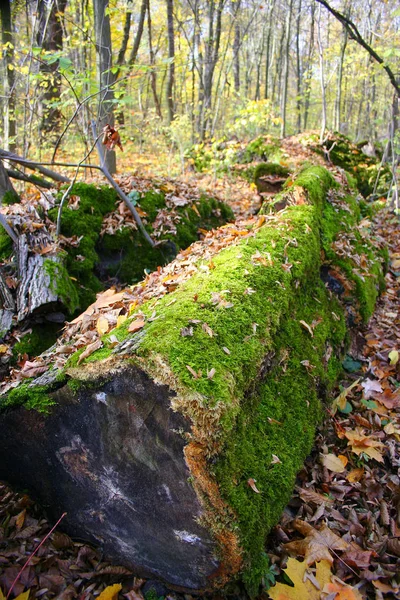 Los árboles adquirieron un musgo — Foto de Stock