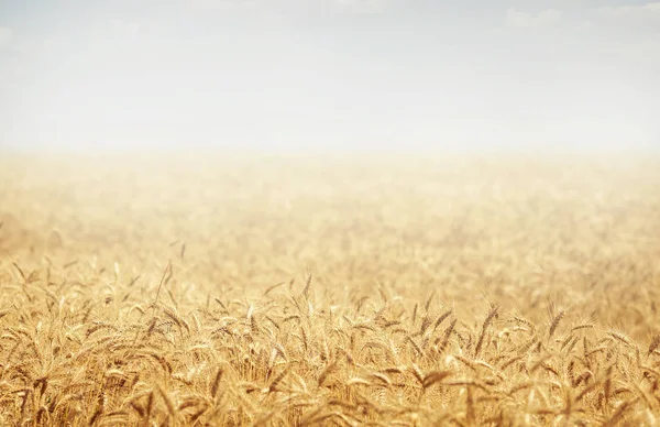 Wheat Field Rich Harvest Concept — Stock Photo, Image