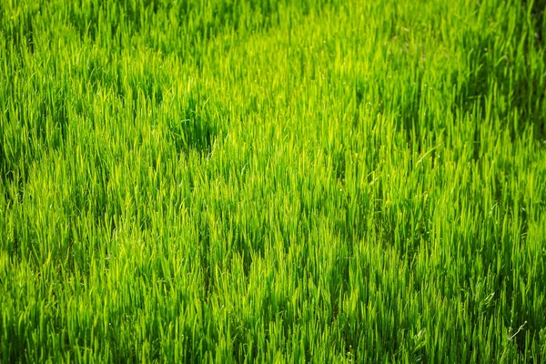 Campo Verde Cielo Azul — Foto de Stock