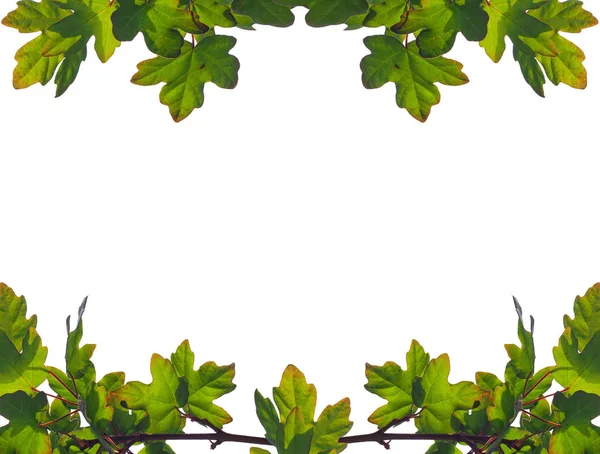 Frame van verse jonge takken met groene bladeren, geïsoleerd, — Stockfoto