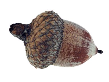 Kuru meşe palamutları beyaz izole