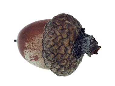 Kuru meşe palamutları beyaz izole