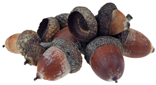 Dried acorns isolated on white — Stock Photo, Image