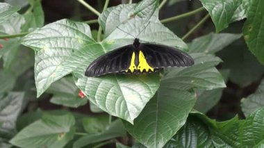 Kelebekler çiçekler ve çalılar yaprakların üzerinde. Bali Adası, Endonezya