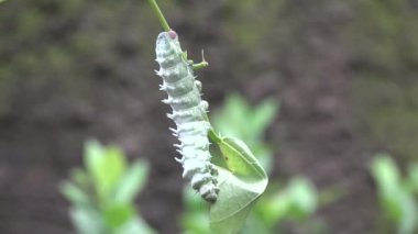Yeşil tırtıl Adası Bali (Endonezya bush yaprağına kemiren)