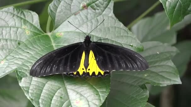 Mariposas Las Flores Hojas Los Arbustos Isla Bali Indonesia — Vídeos de Stock