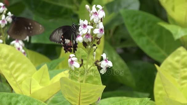 Mariposas Las Flores Hojas Los Arbustos Isla Bali Indonesia — Vídeos de Stock