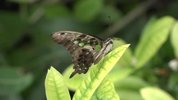 Schmetterlinge Auf Den Blüten Und Blättern Der Büsche Bali Island — Stockvideo